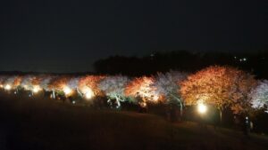 八千代新川千本桜まつりの夜