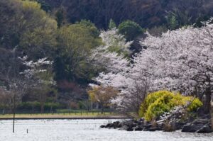袖ケ浦公園の風景