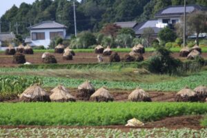 八街市内の風景
